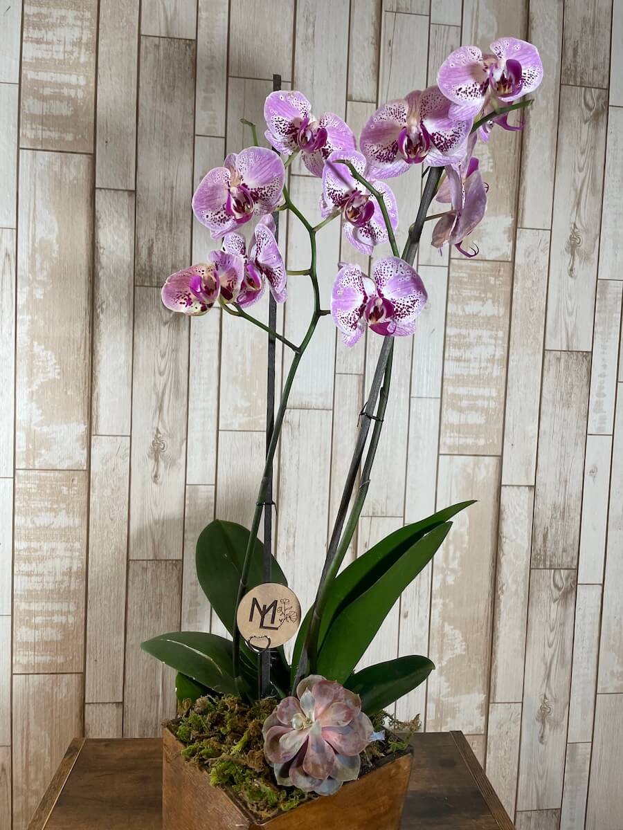 Orquídea "Bois Élégant"
