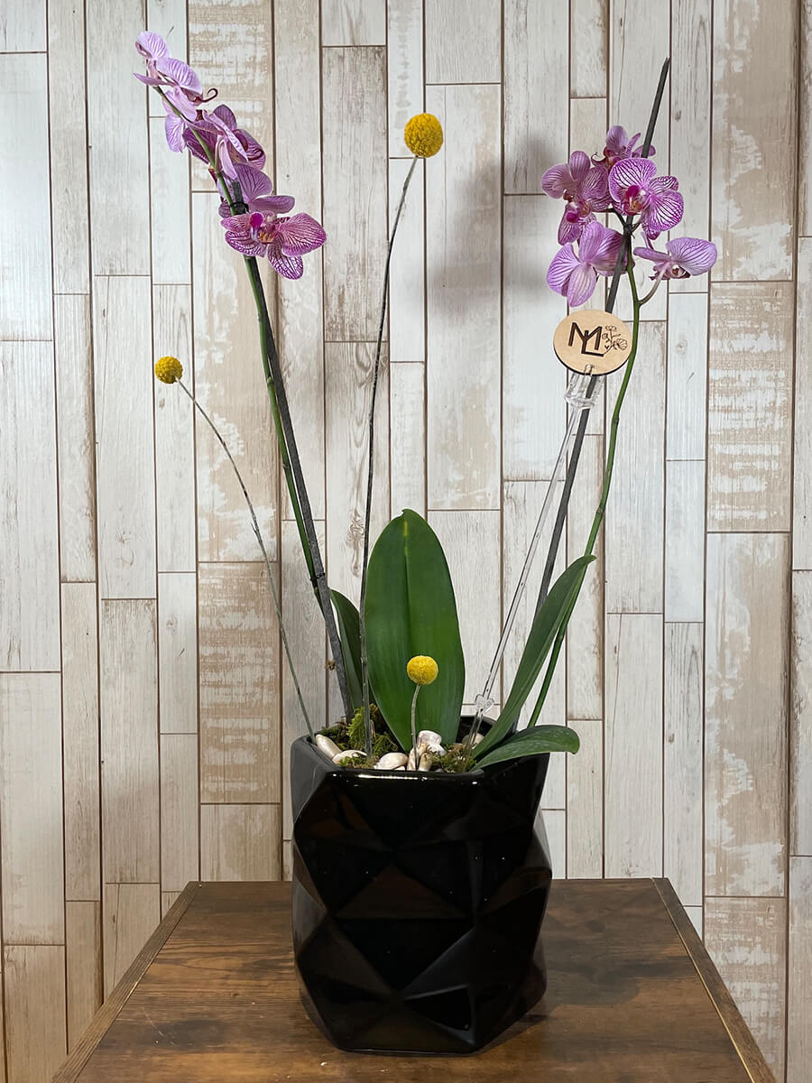 Orquídea "Noir"
