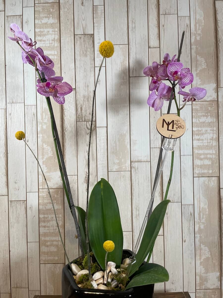 Orquídea "Noir"