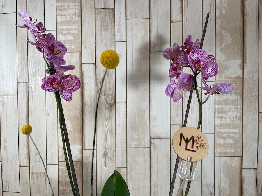 Orquídea "Noir"