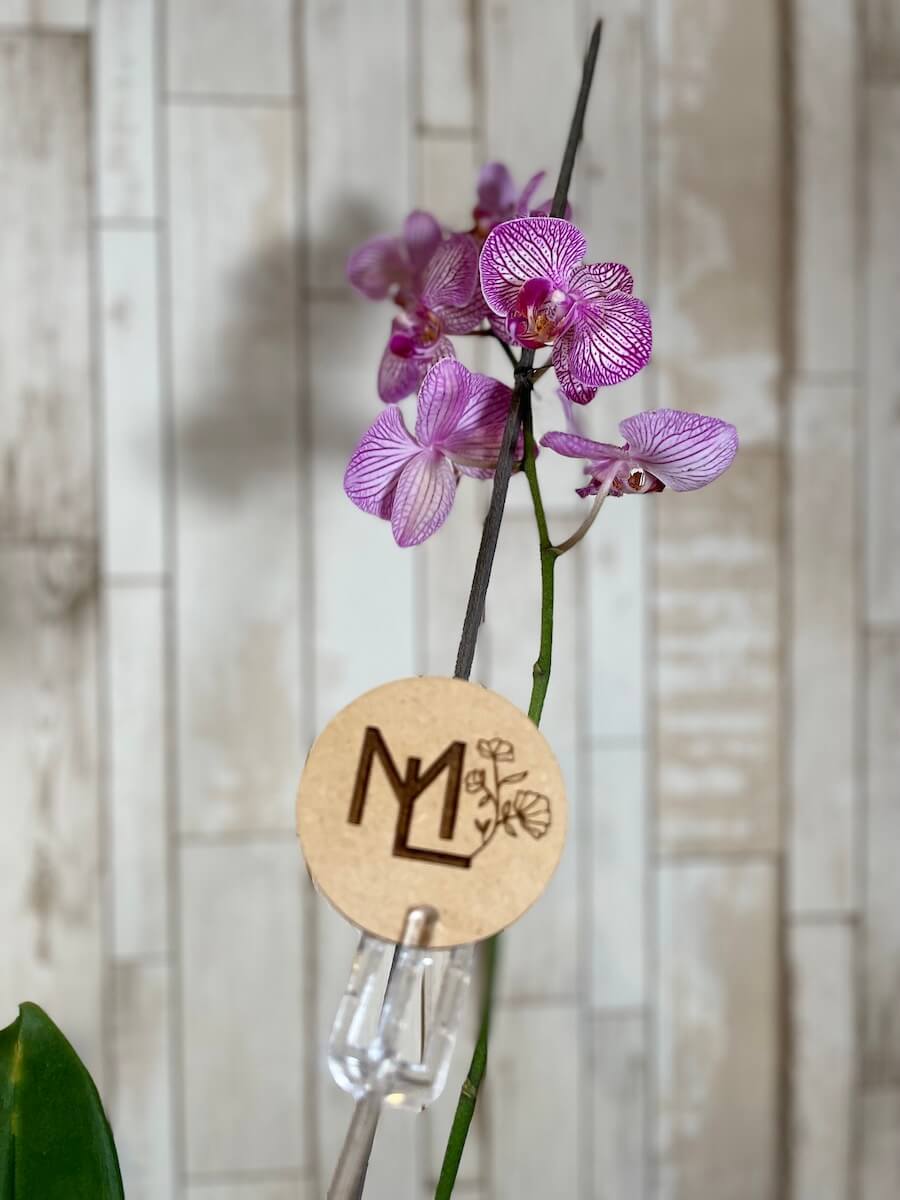 Orquídea "Noir"