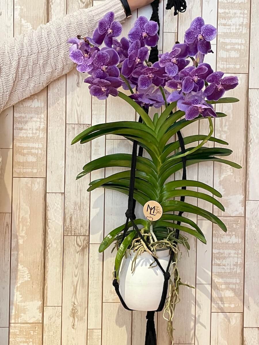 Orquídea "Nuestra consentida"