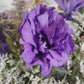 Arreglo Centro de Mesa "Violet"