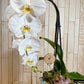 Orquídea "Cascade"