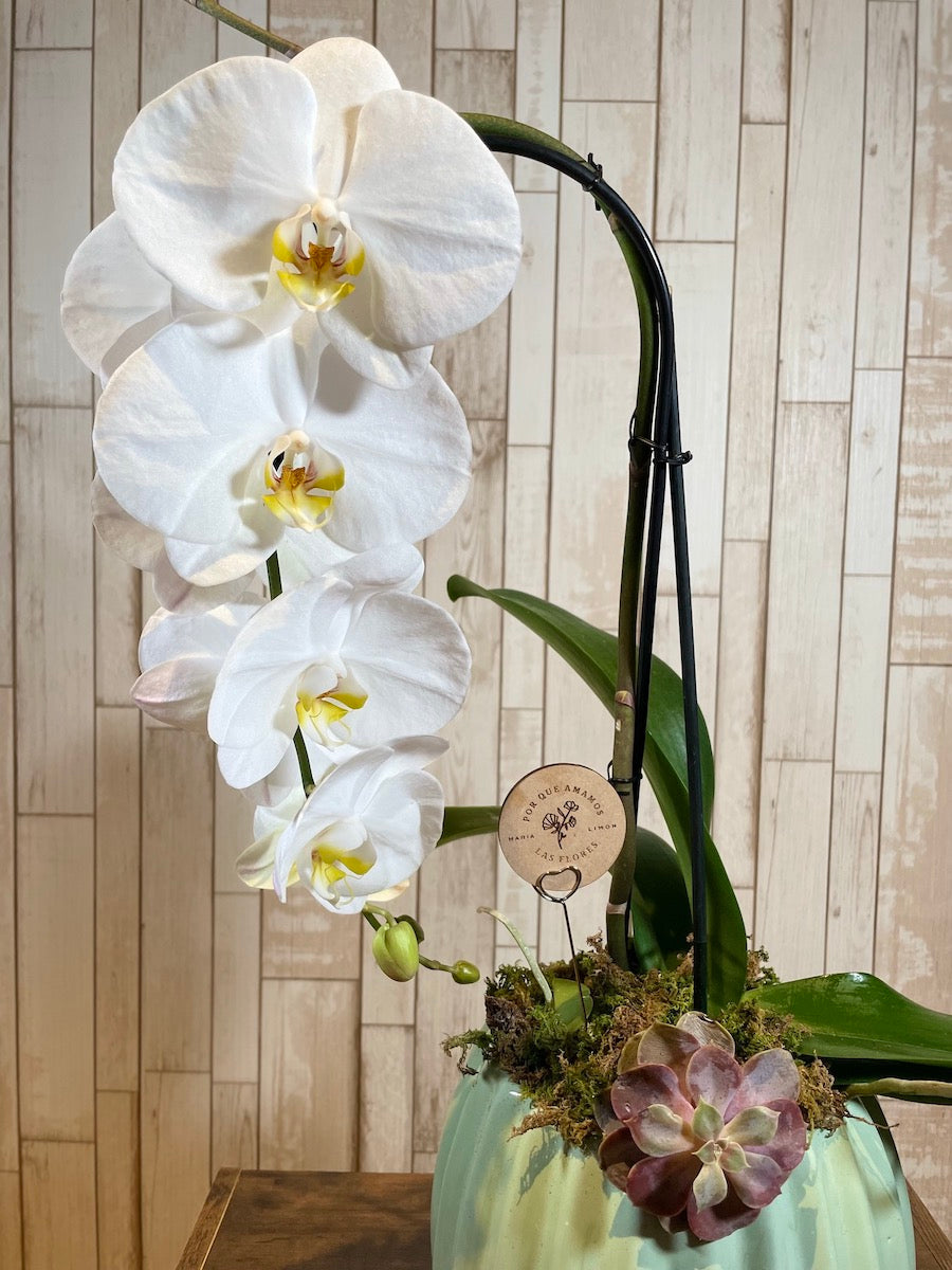 Orquídea "Cascade"