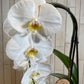 Orquídea "Cascade"