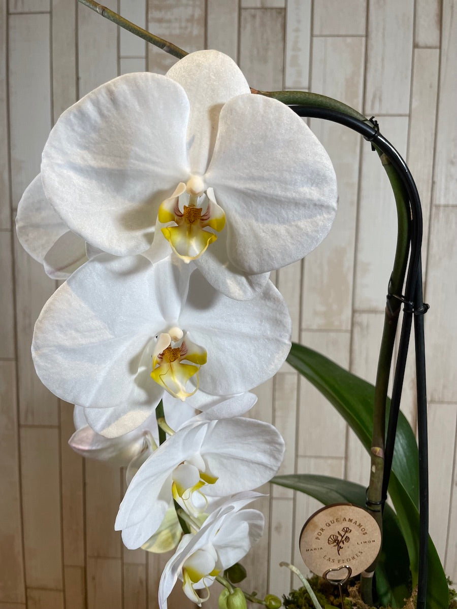 Orquídea "Cascade"