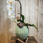 Orquídea "Cascade"