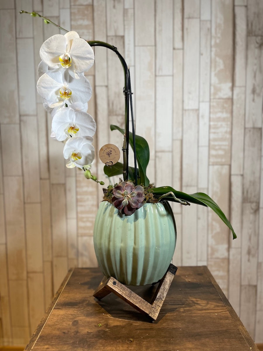 Orquídea "Cascade"