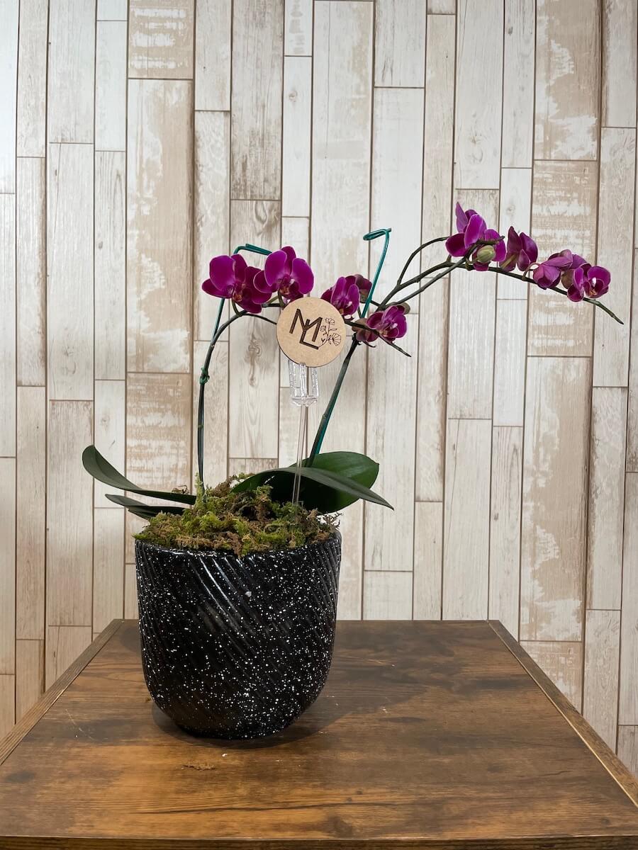 Orquídea "Baby"