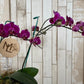 Orquídea "Baby"