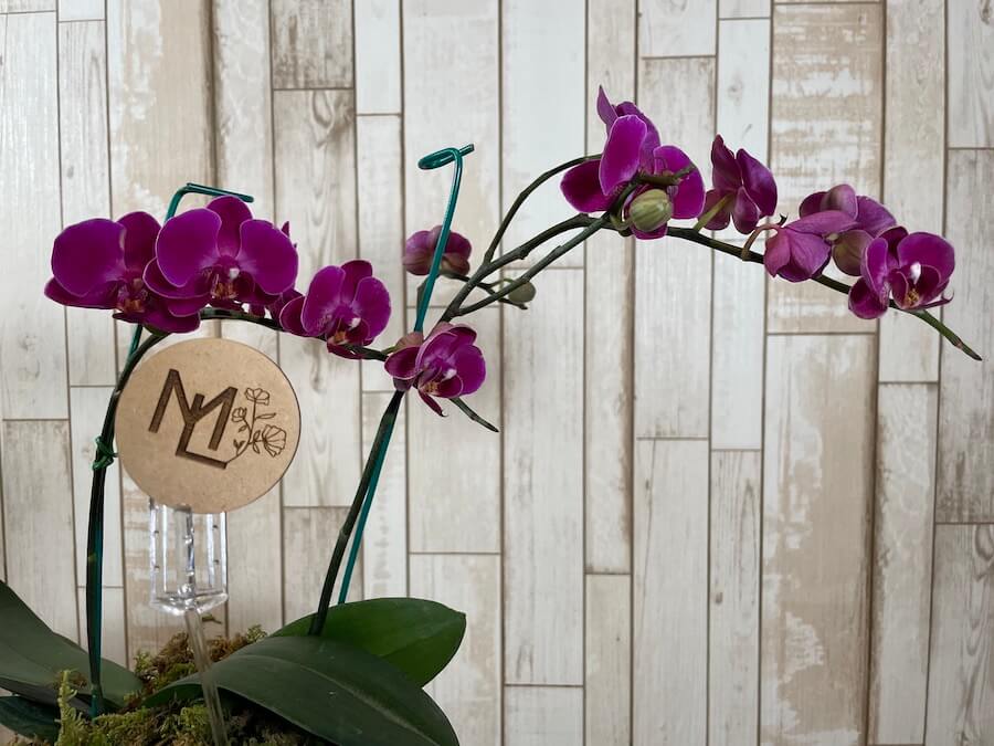 Orquídea "Baby"