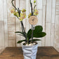 Orquídea "Baby"