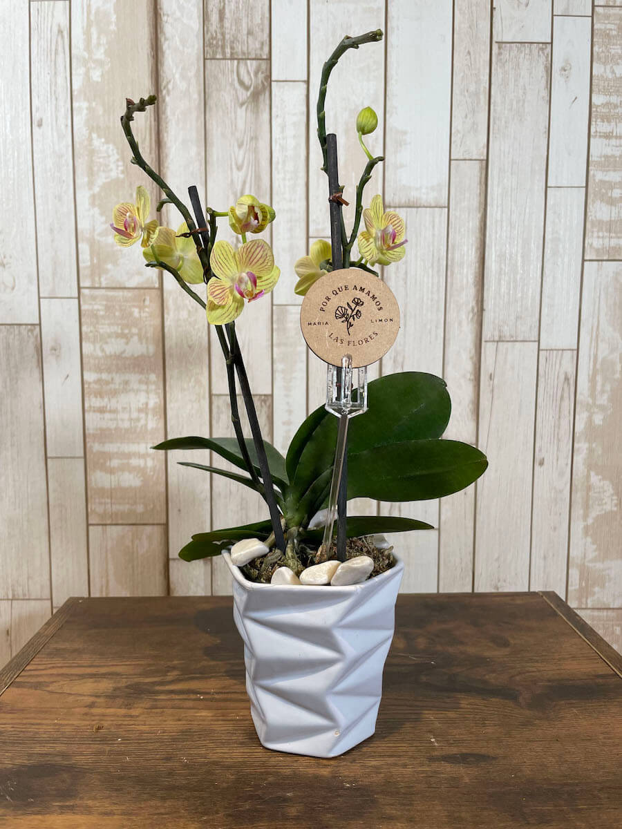 Orquídea "Baby"