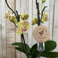 Orquídea "Baby"