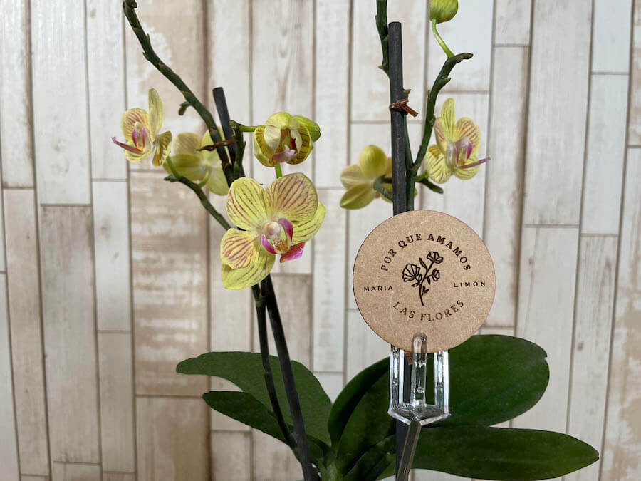 Orquídea "Baby"