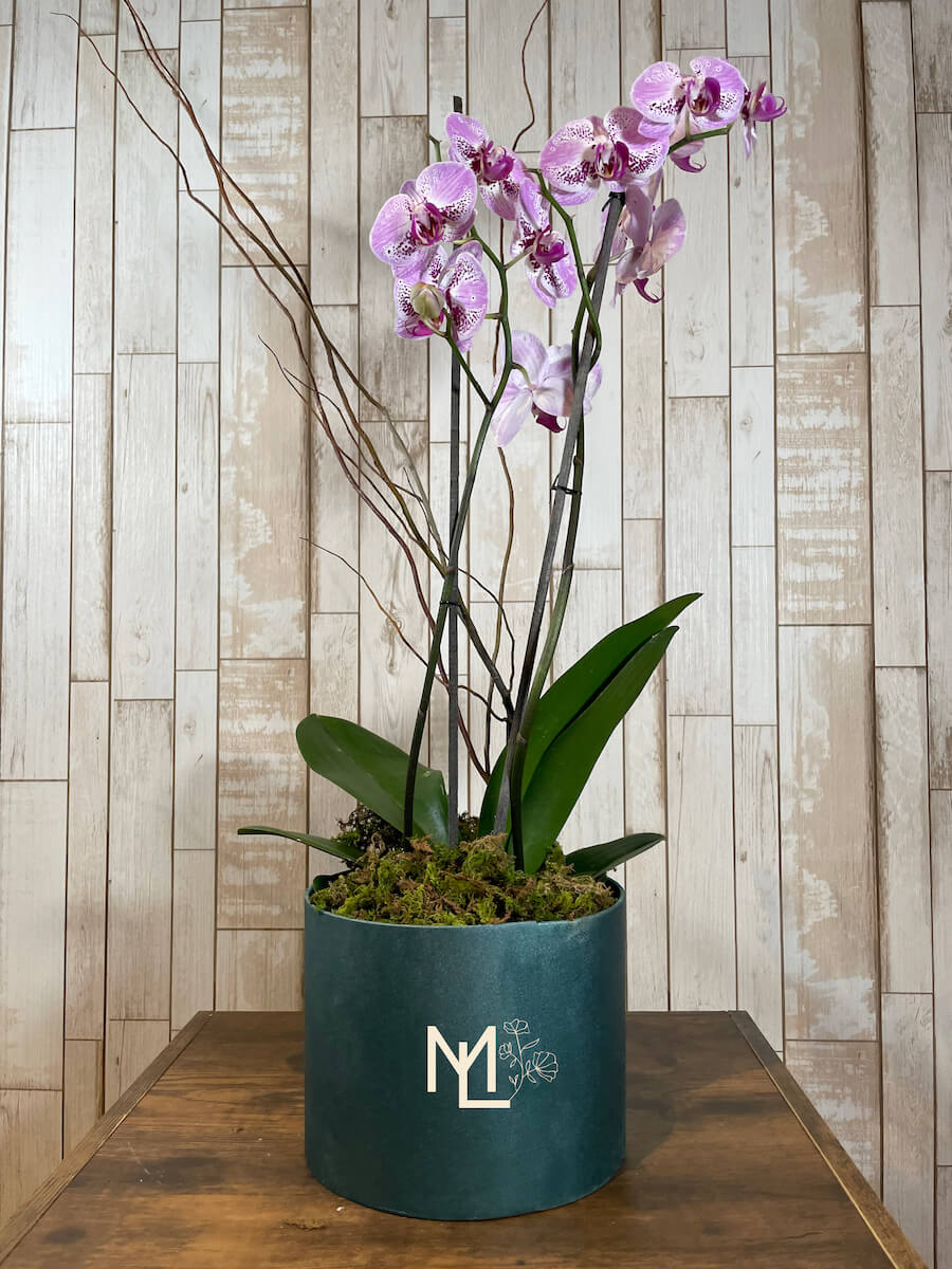Orquídea "Bois"