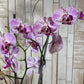 Orquídea "Bois"
