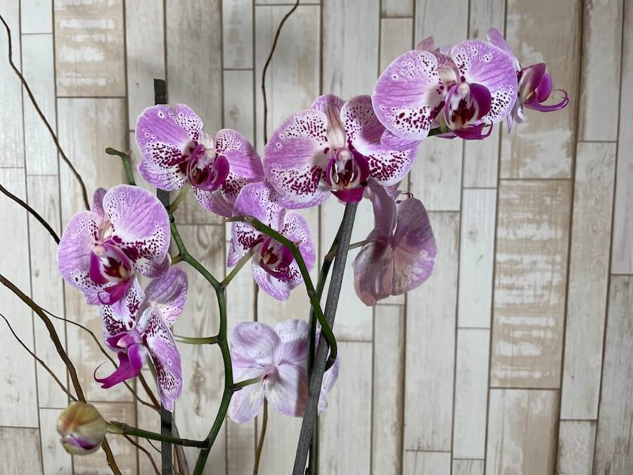 Orquídea "Bois"