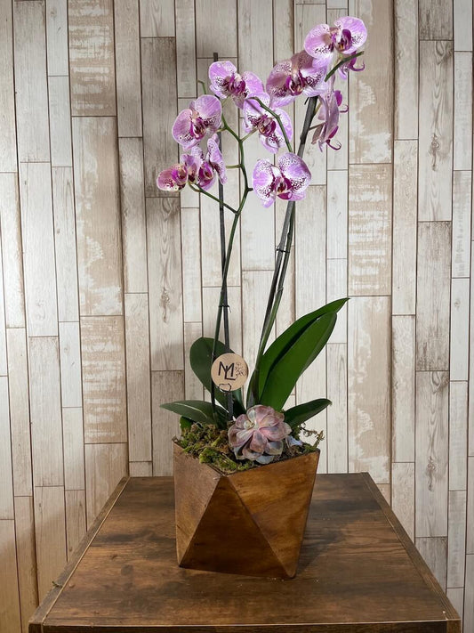 Orquídea "Bois Élégant"