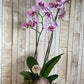 Orquídea "Bois Élégant"
