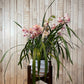 Orquídea "Belle"