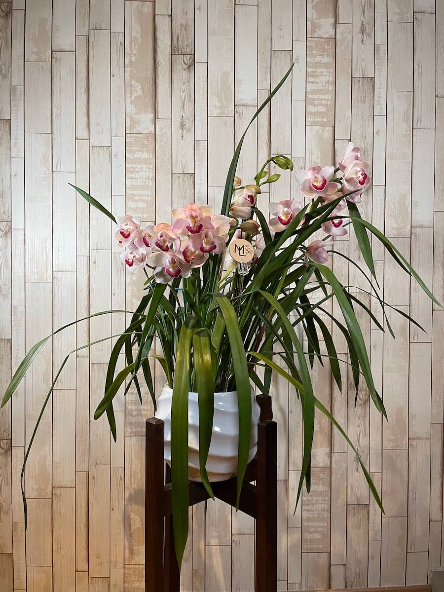 Orquídea "Belle"