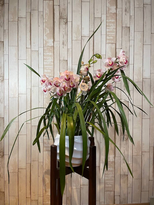 Orquídea "Belle"