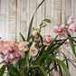Orquídea "Belle"