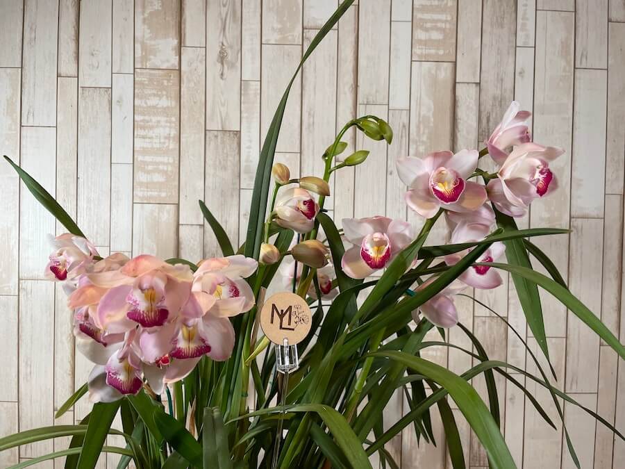 Orquídea "Belle"