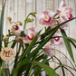 Orquídea "Belle"
