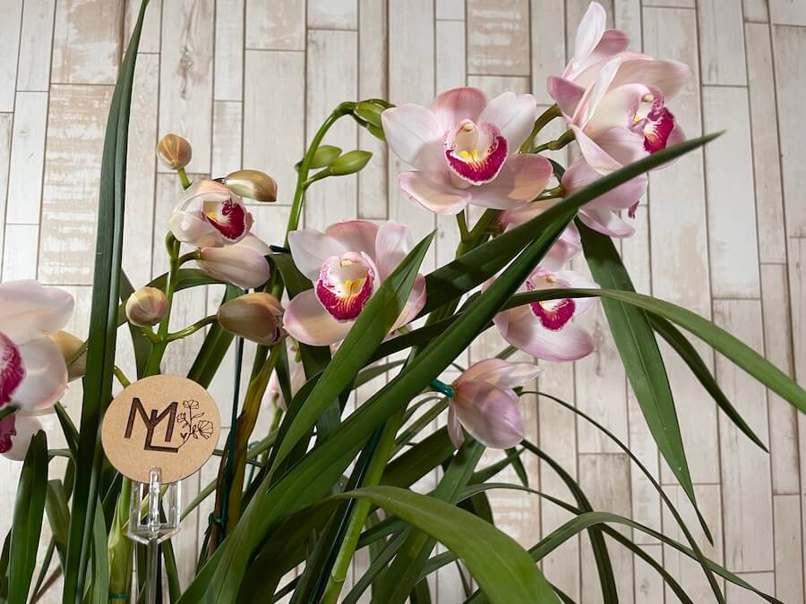 Orquídea "Belle"
