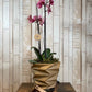 Orquídea "Six Côtés"