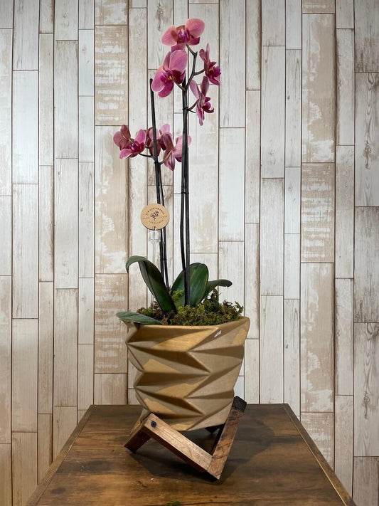 Orquídea "Six Côtés"