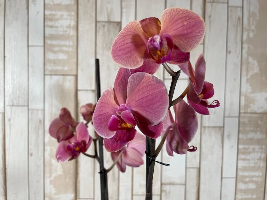 Orquídea "Six Côtés"