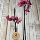 Orquídea "Six Côtés"