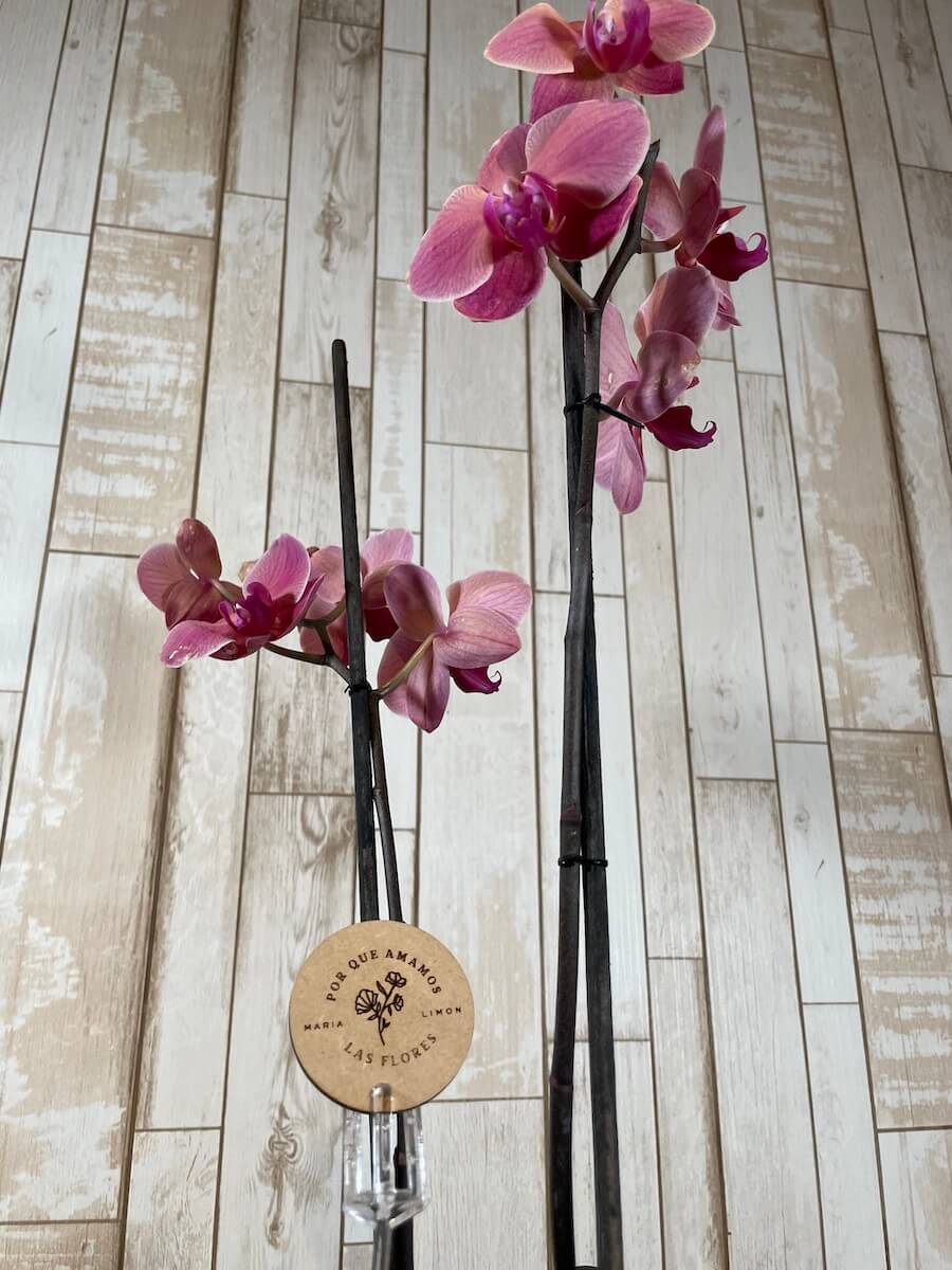 Orquídea "Six Côtés"