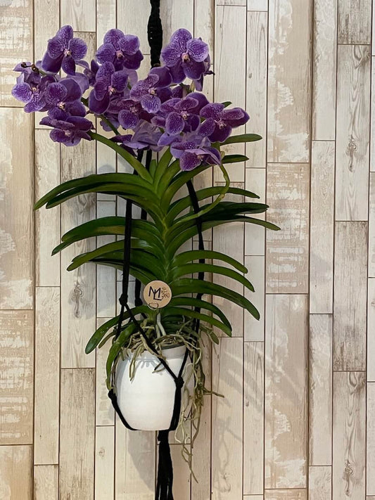 Orquídea "Nuestra consentida"