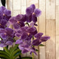Orquídea "Nuestra consentida"