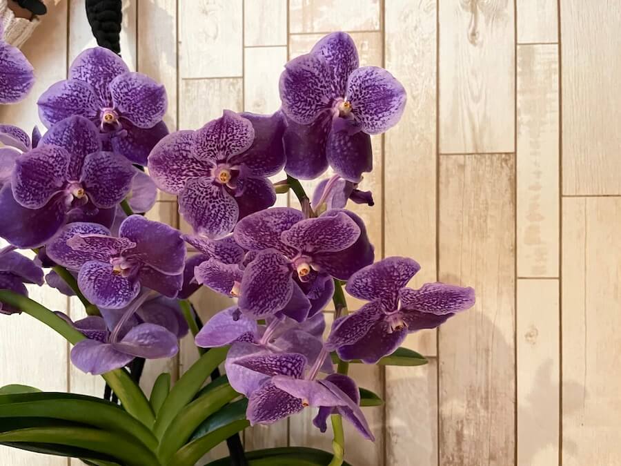 Orquídea "Nuestra consentida"