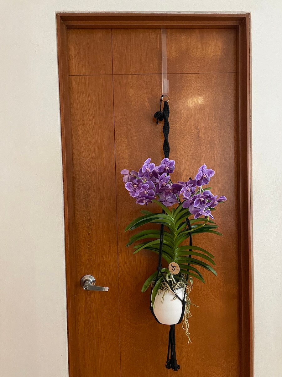 Orquídea "Nuestra consentida"