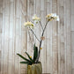 Orquídea "Ziba"