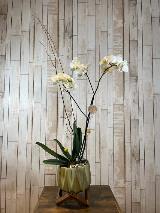 Orquídea "Ziba"