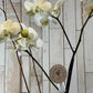 Orquídea "Ziba"
