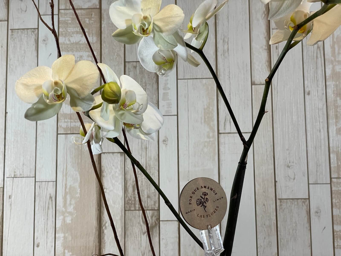 Orquídea "Ziba"